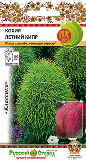 Семена кохии «Летний Кипр»