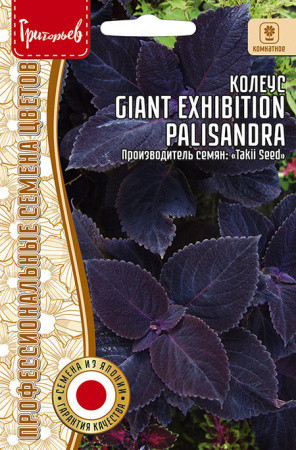 Семена колеуса «Giant Exhibition palisandra»