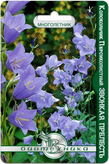 Семена колокольчика «Звонкая прелесть»