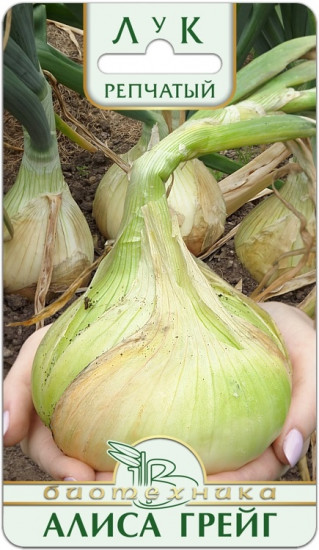 Семена лука репчатого «Алиса Грейг»