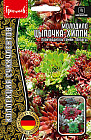 Семена молодило «Цыпочка-Хиппи, смесь»