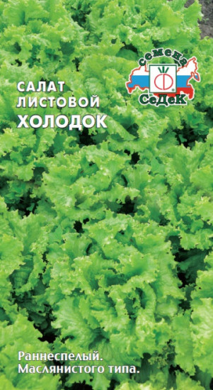 Семена салата листовой «Холодок»