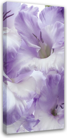 Печатная картина на деревянном подрамнике «Гладиолус»