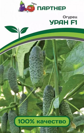 Семена огурца «Уран F1»