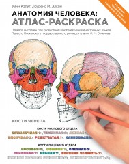 Анатомия человека