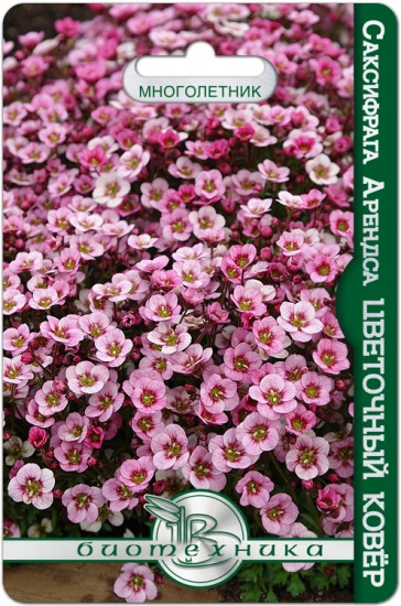 Семена саксифраги Арендса «Цветочный Ковер»