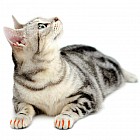 Накладные когти S оранжевые, 20 шт