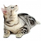 Накладные когти S белые, 20 шт