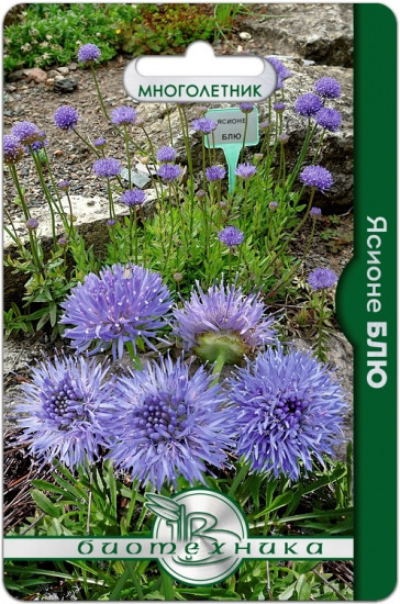 Семена ясионе «Блю»