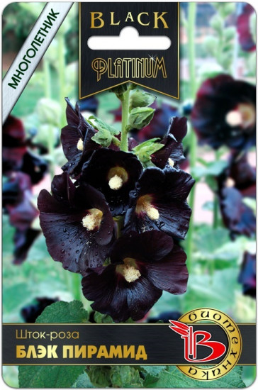Семена шток-розы «Блэк Пирамид»