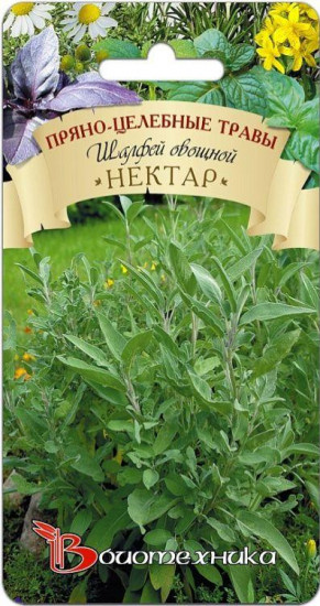Семена шалфея овощного «Нектар»