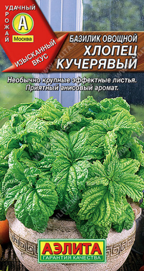 Семена базилика овощного «Хлопец кучерявый»