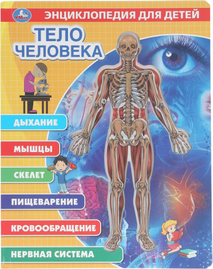 Тело человека