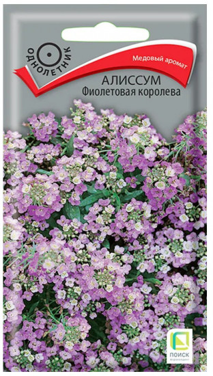 Алиссум «Фиолетовая королева»