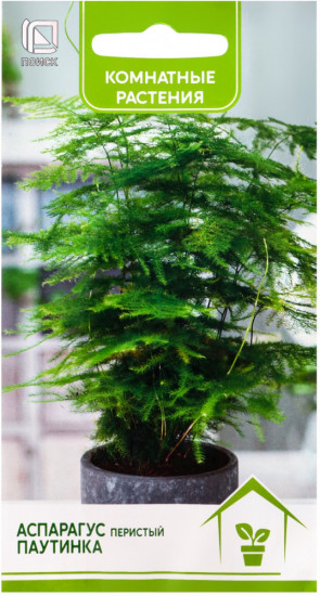 Аспарагус перистый «Паутинка»