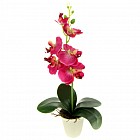 Композиция «Орхидея Бифренария», цвет в ассортименте