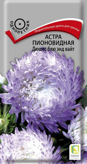 Семена астры пионовидной «Дюшес блю энд вайт»