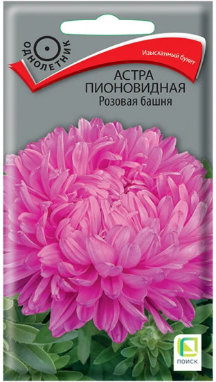 Астра пионовидная «Розовая башня»