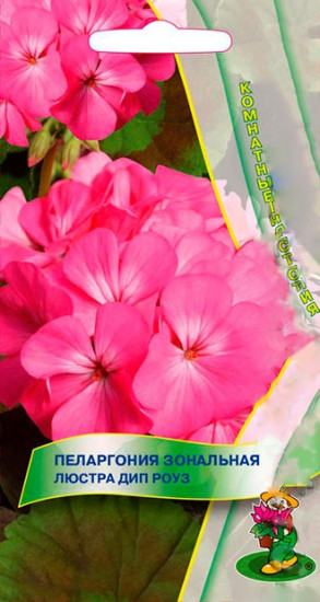 Пеларгония Люстра Дип Роуз