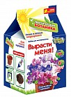 Набор для выращивания «Душистый горошек»
