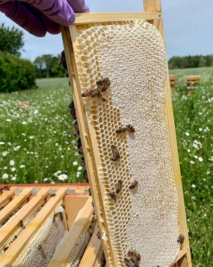 Мёд в сотах