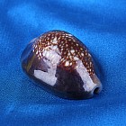 Морская раковина декоративная Ципрея каури «Голова змеи»