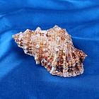 Морская раковина декоративная «Тутуфа Бубо», 7-13 см