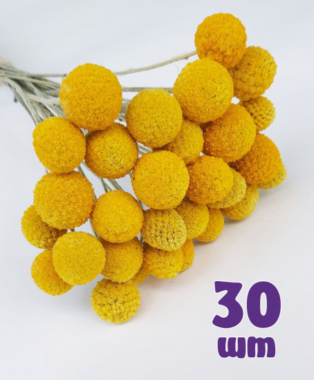 Набор сухоцветов «Краспедия»