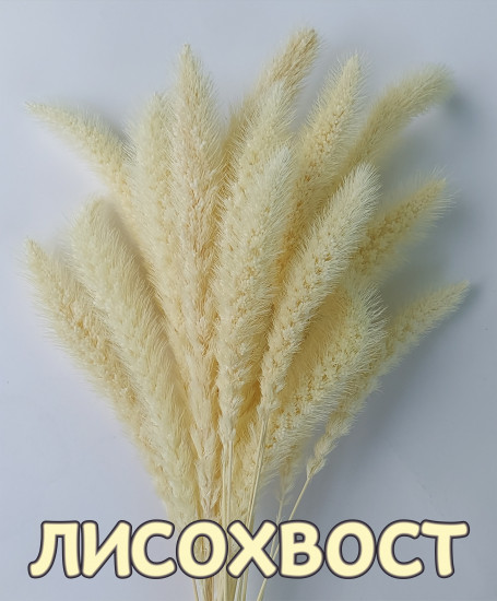 Набор сухоцветов «Лисохвост»