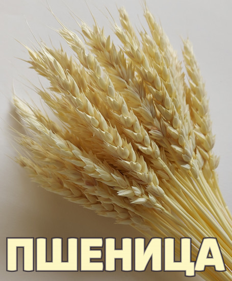 Набор сухоцветов «Пшеница»