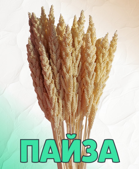 Набор сухоцветов «Пайза»