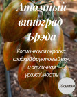 Коллекционные семена томата «Атомный виноград Брэда»