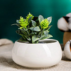 Кашпо для кактусов и суккулентов «Лайт бонсай мини»