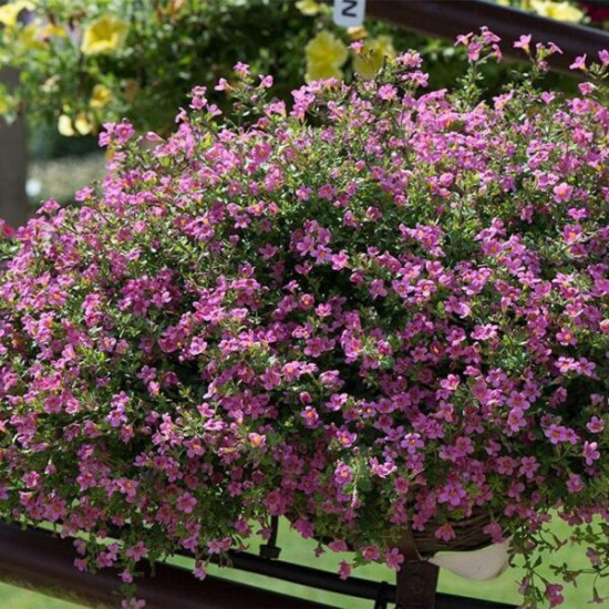 Семена бакопы «Пинктопия»