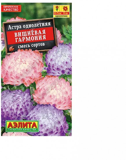 Астра «Вишневая гармония»