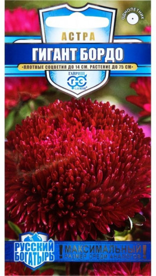 Астра «Гигант бордо»
