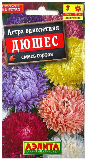 Астра «Дюшес»