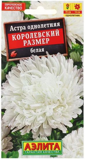 Астра «Королевский размер»