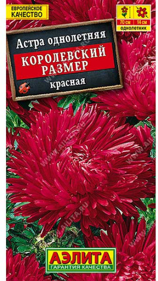 Астра «Королевский размер»