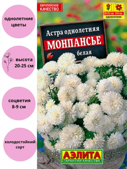 Астра «Монпансье белая карликовая»