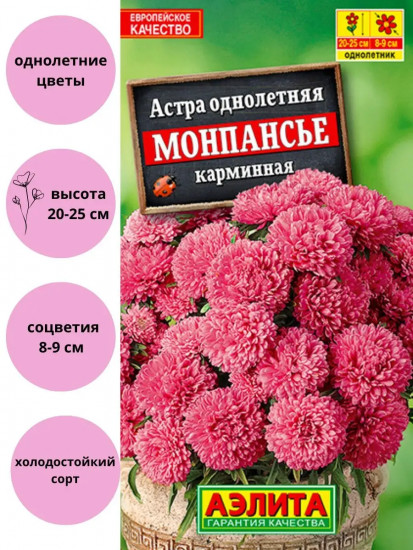 Астра «Монпансье карминная карликовая»