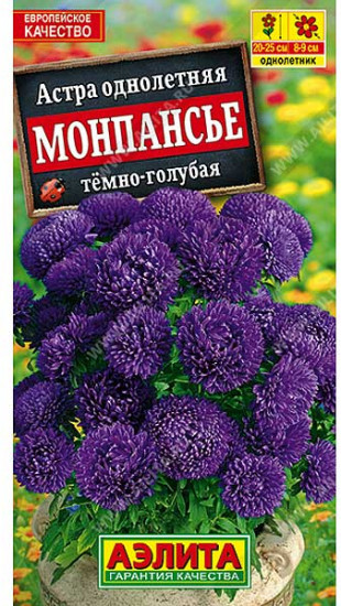 Астра «Монпансье темно-голубая карликовая»