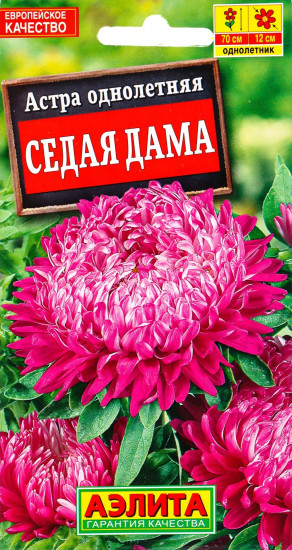 Астра «Седая Дама»
