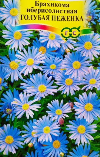 Семена брахикомы «Голубая неженка»