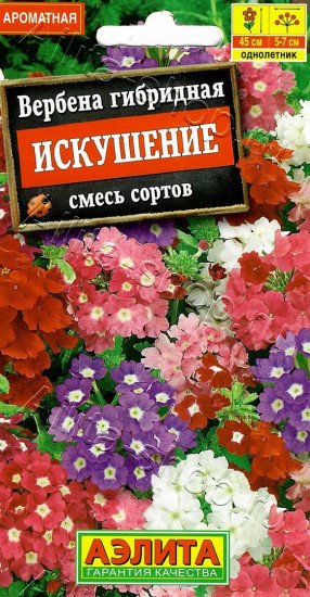 Вербена «Искушение»