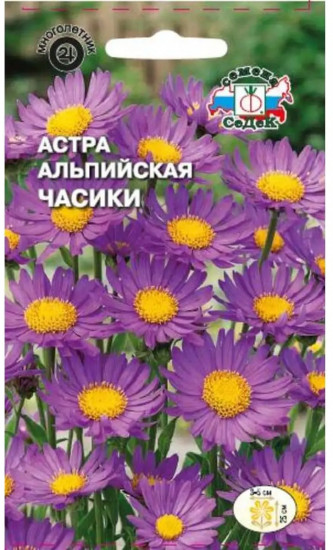 Семена астры альпийской «Часики»