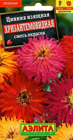 Цинния хризантемовидная