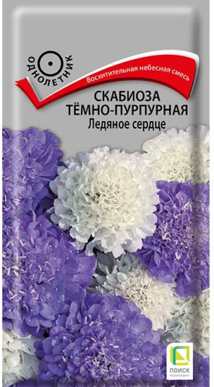 Скабиоза темно-пурпурная «Ледяное сердце»