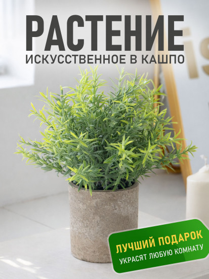 Растение декоративное «Mini Loft»