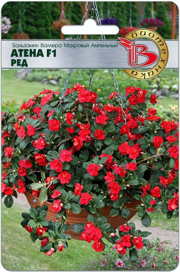 Семена бальзамина «Валлера махровый ампельный. Атена F1 Ред»